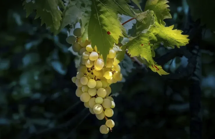 Ciorchini de struguri Glera folosiți pentru producerea Prosecco