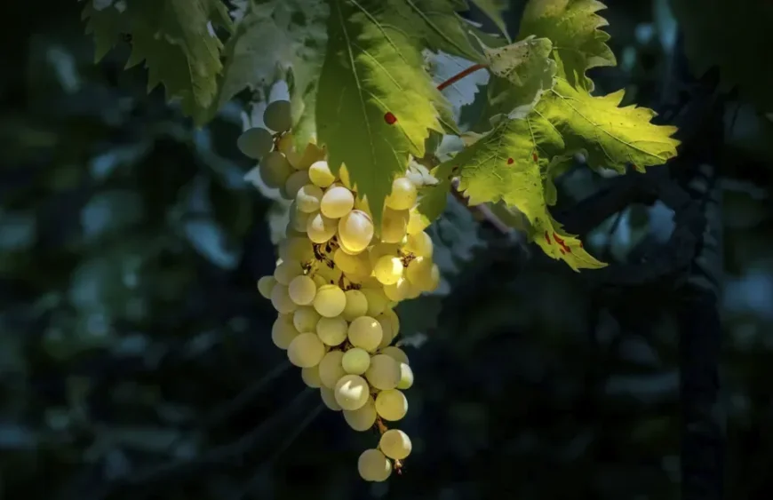 Ciorchini de struguri Glera folosiți pentru producerea Prosecco