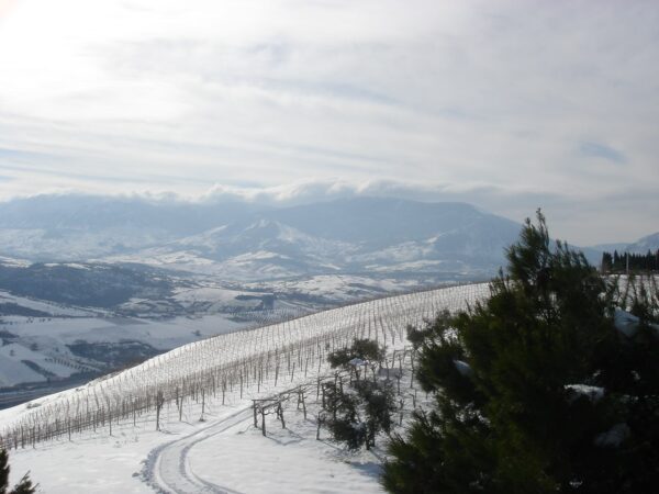 PODERE CASTORANI Sangiovese Colline Pescaresi IGT 0,75 L