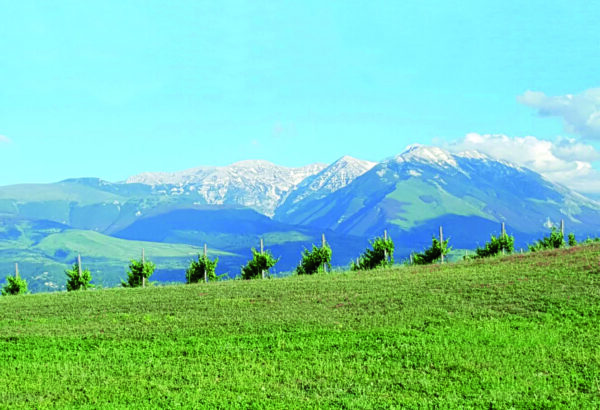 PODERE CASTORANI Sangiovese Colline Pescaresi IGT 0,75 L