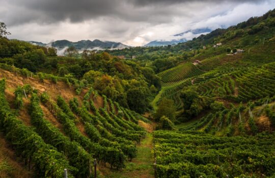 Podgorii terasate pe coline, reprezentative pentru originea vinurilor Prosecco