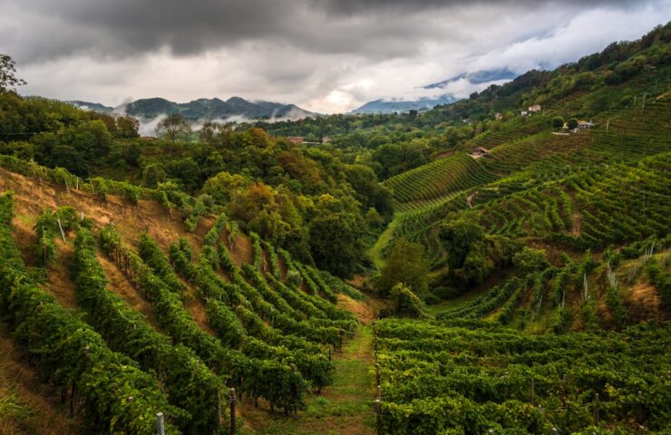 Podgorii terasate pe coline, reprezentative pentru originea vinurilor Prosecco