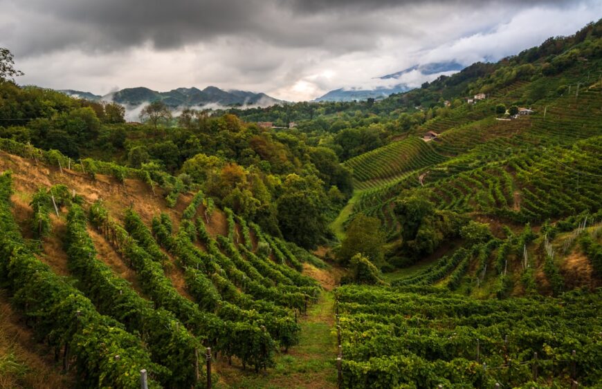 Podgorii terasate pe coline, reprezentative pentru originea vinurilor Prosecco